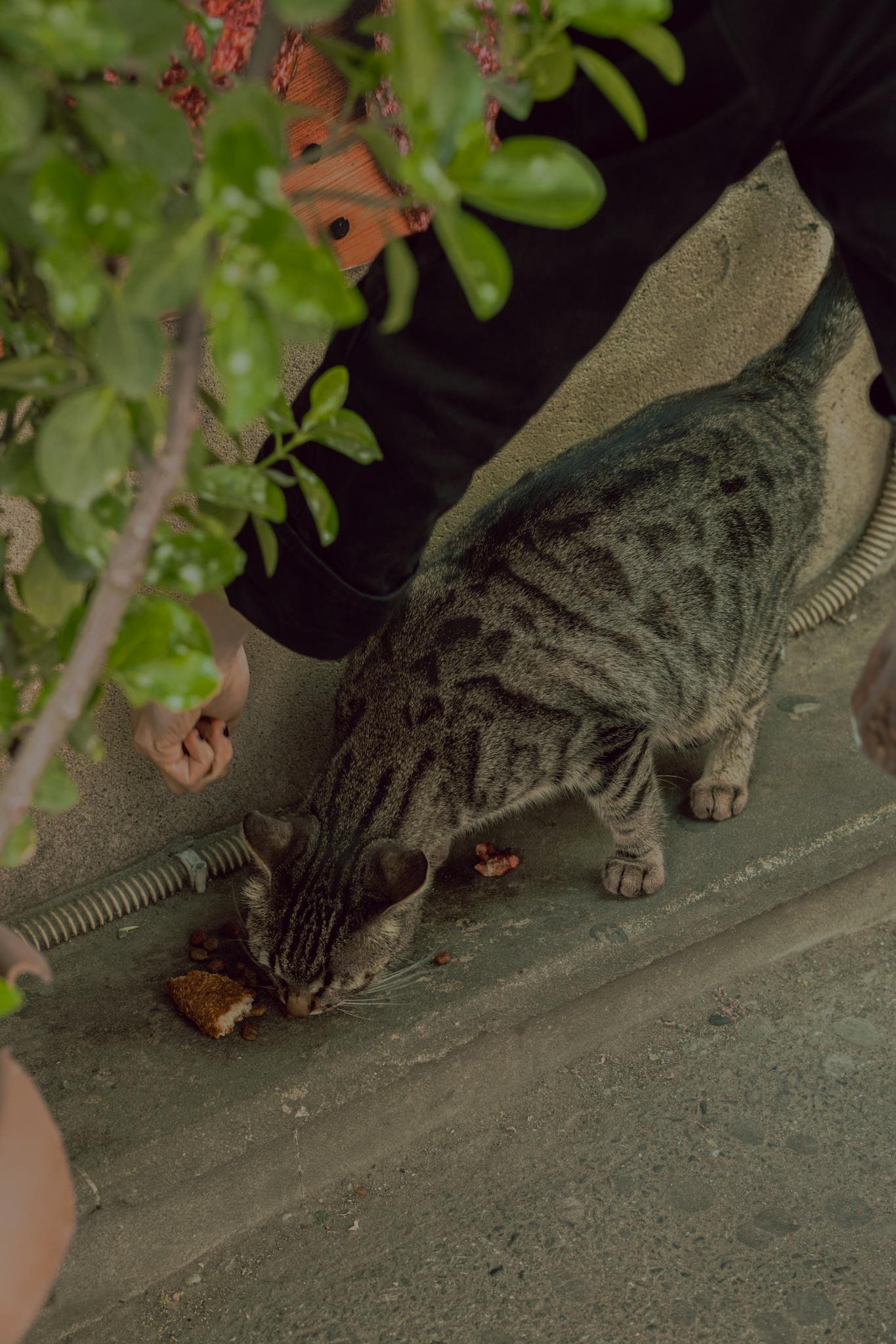 A stray tabby cat being fed by a person on a city sidewalk.